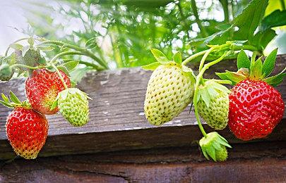 Steam新一周销量榜 《严阵以待》登顶